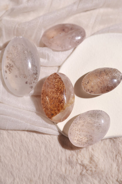 Dendritic Girasol/Golden Healer Palm