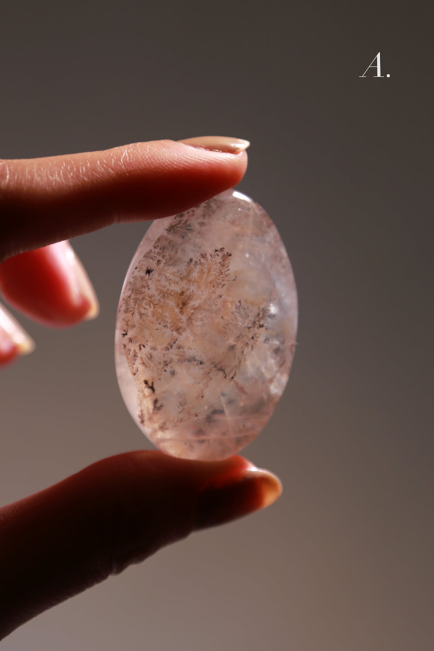 Dendritic Girasol/Golden Healer Palm