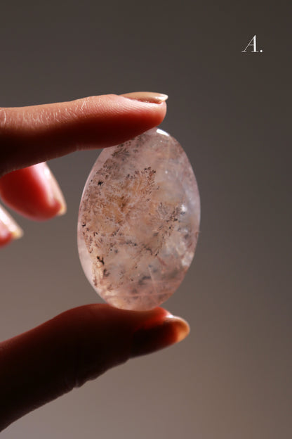 Dendritic Girasol/Golden Healer Palm