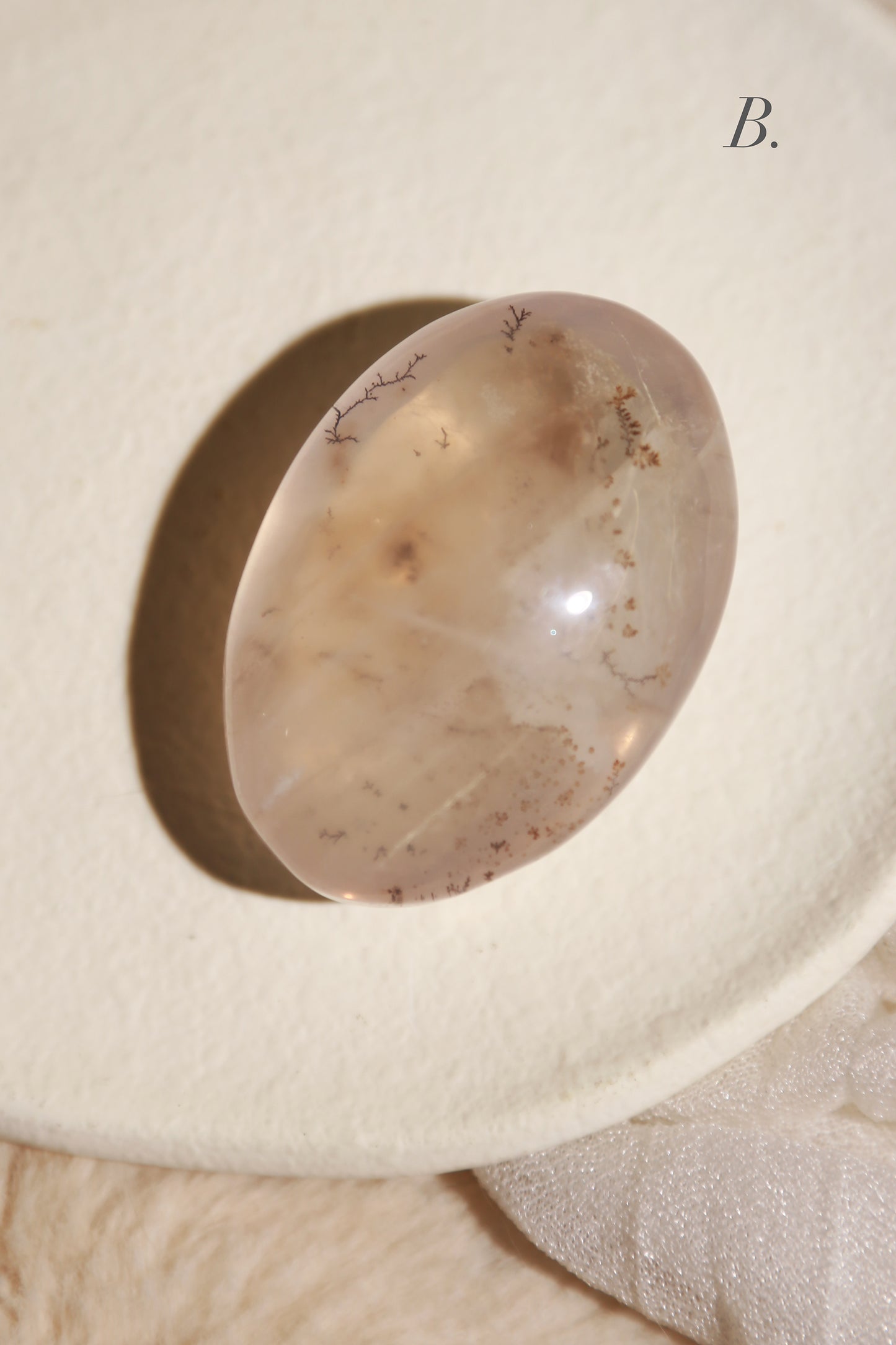 Dendritic Girasol/Golden Healer Palm