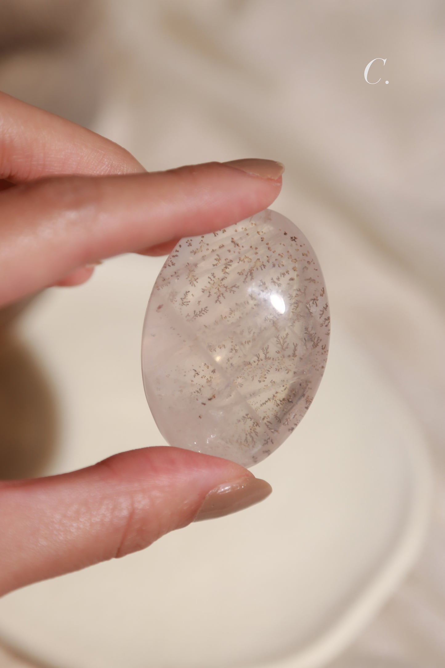 Dendritic Girasol/Golden Healer Palm