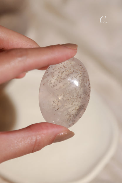 Dendritic Girasol/Golden Healer Palm