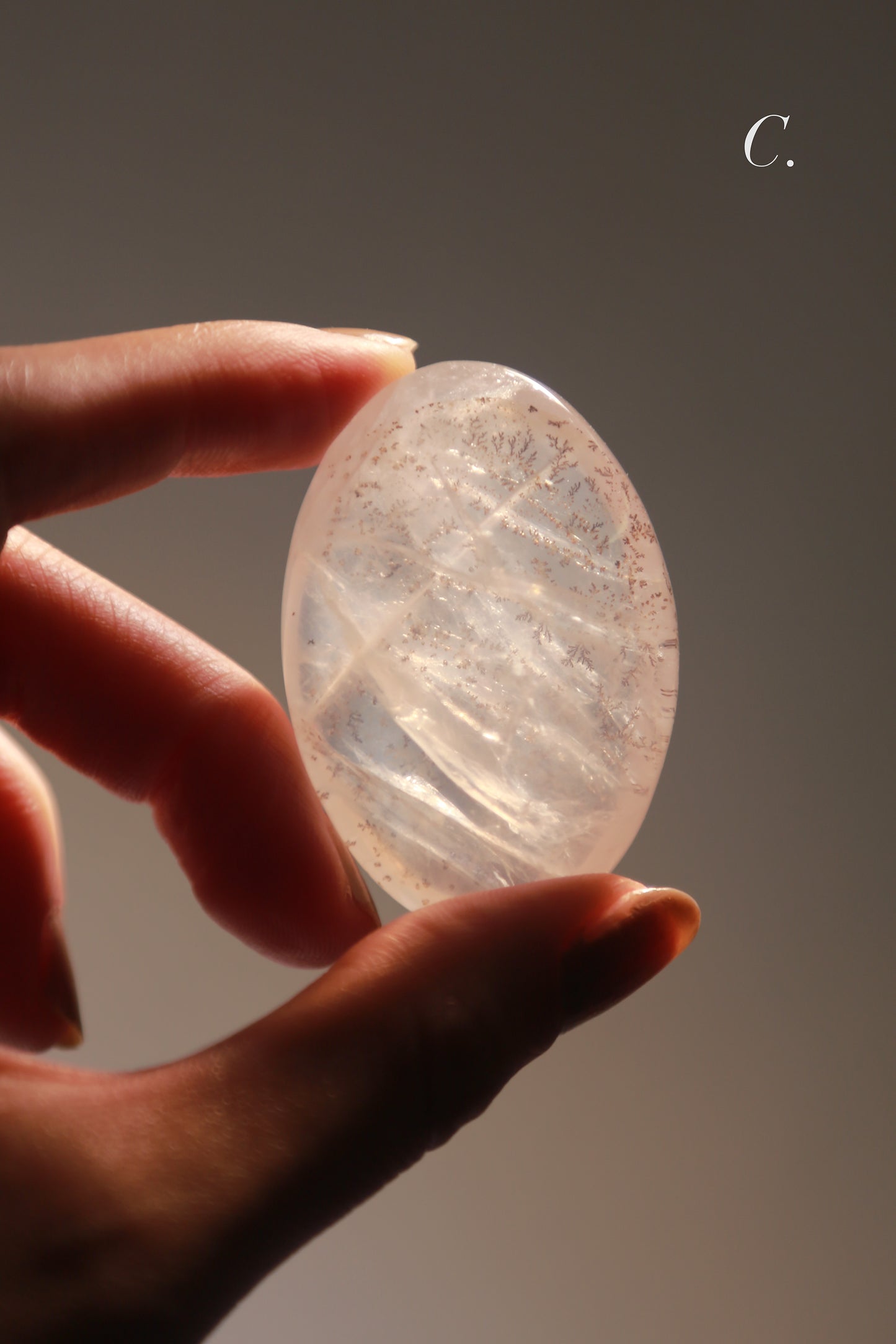 Dendritic Girasol/Golden Healer Palm