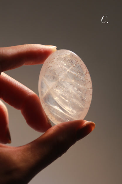 Dendritic Girasol/Golden Healer Palm