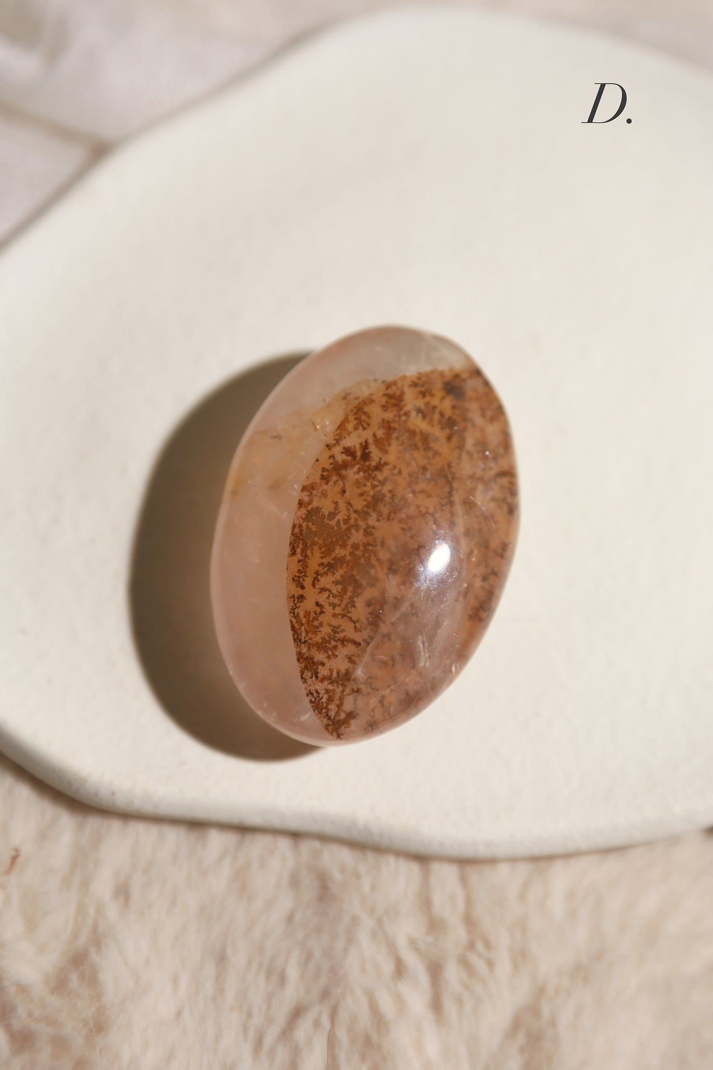 Dendritic Girasol/Golden Healer Palm