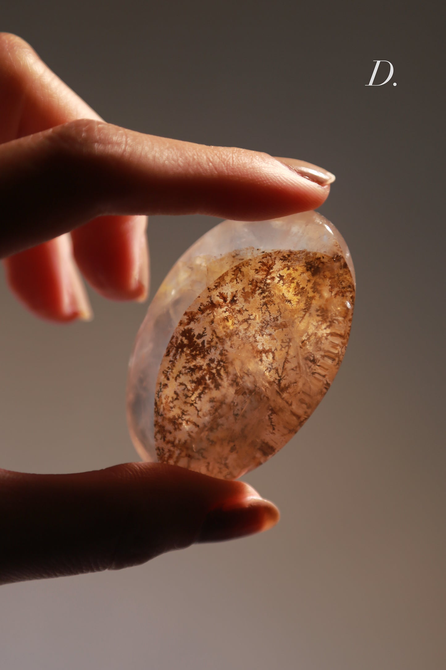 Dendritic Girasol/Golden Healer Palm