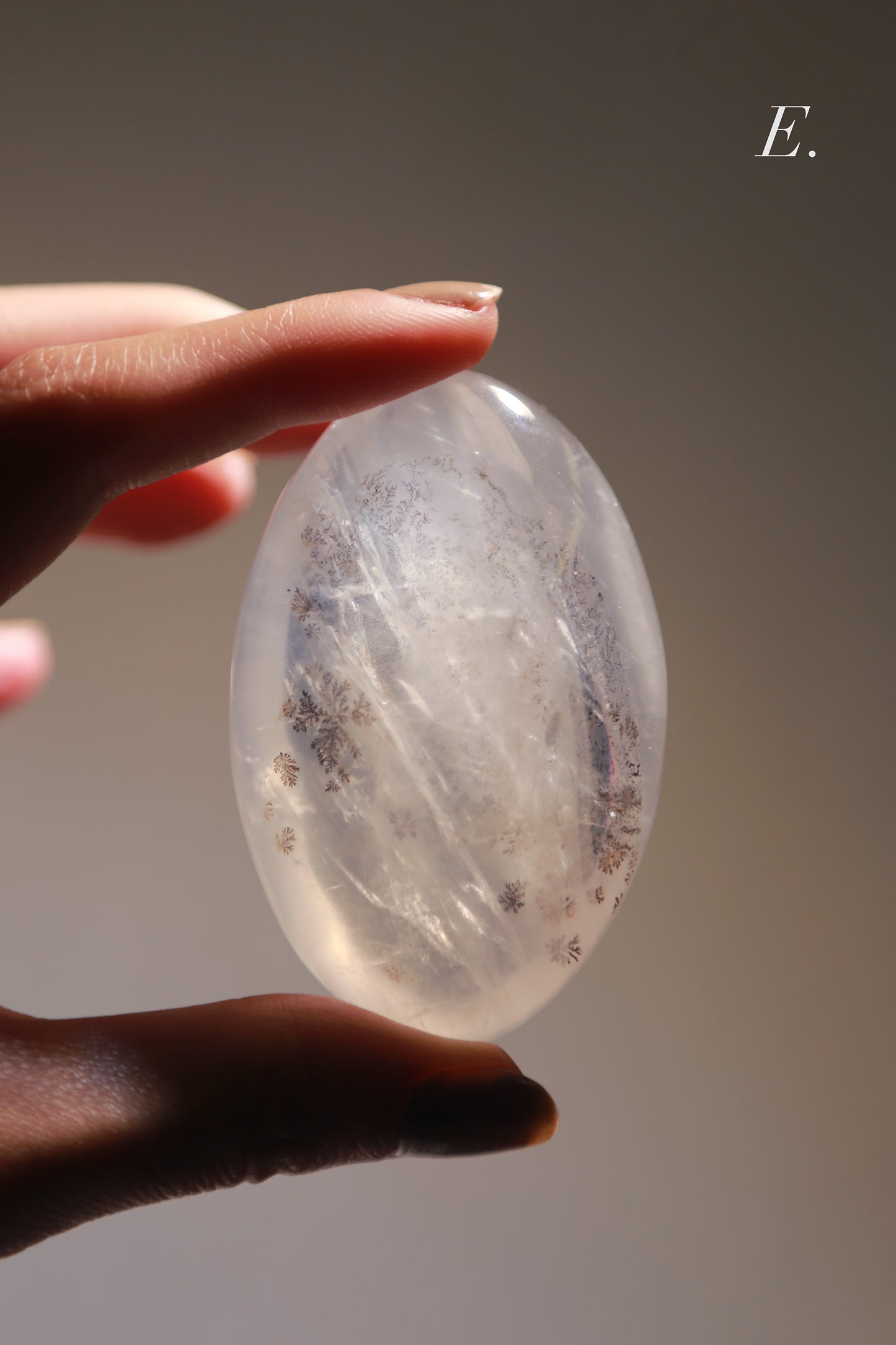 Dendritic Girasol/Golden Healer Palm