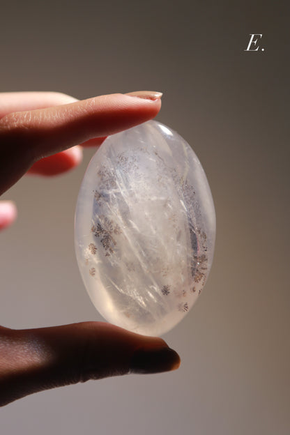 Dendritic Girasol/Golden Healer Palm