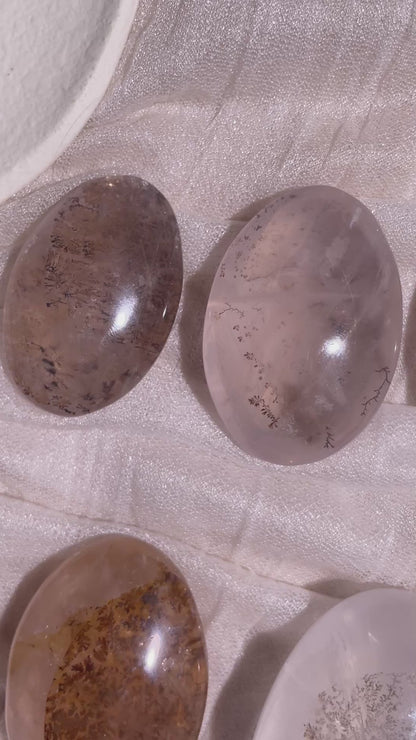 Dendritic Girasol/Golden Healer Palm